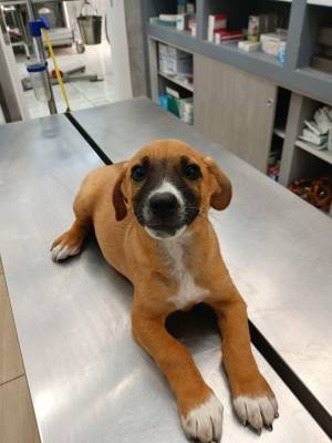 dog image